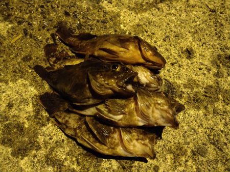 ガシラをあえて狙ってみた